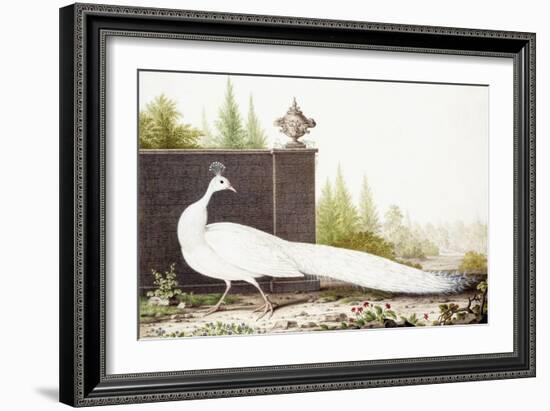 White Peacock-Nicolas Robert-Framed Giclee Print