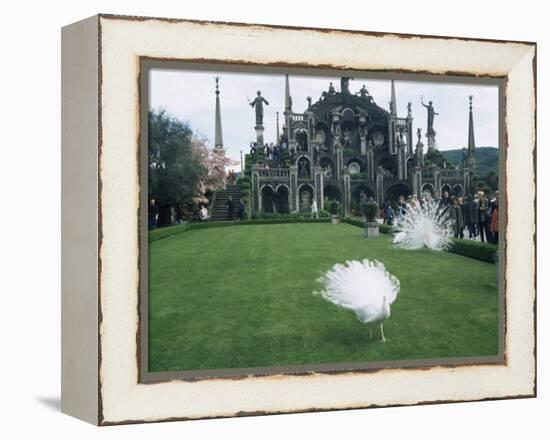 White Peacocks in Front of Folly, Isola Bella, Lake Maggiore, Piedmont, Italy-Sheila Terry-Framed Premier Image Canvas