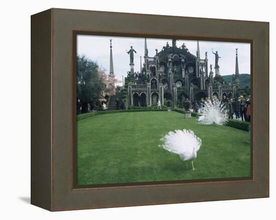 White Peacocks in Front of Folly, Isola Bella, Lake Maggiore, Piedmont, Italy-Sheila Terry-Framed Premier Image Canvas