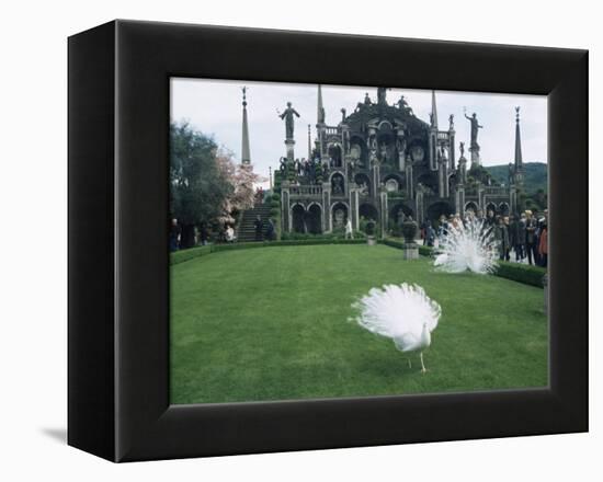 White Peacocks in Front of Folly, Isola Bella, Lake Maggiore, Piedmont, Italy-Sheila Terry-Framed Premier Image Canvas