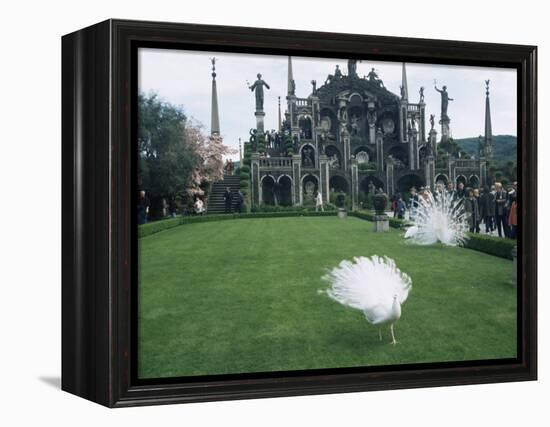 White Peacocks in Front of Folly, Isola Bella, Lake Maggiore, Piedmont, Italy-Sheila Terry-Framed Premier Image Canvas