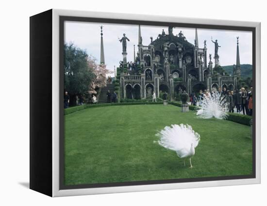White Peacocks in Front of Folly, Isola Bella, Lake Maggiore, Piedmont, Italy-Sheila Terry-Framed Premier Image Canvas