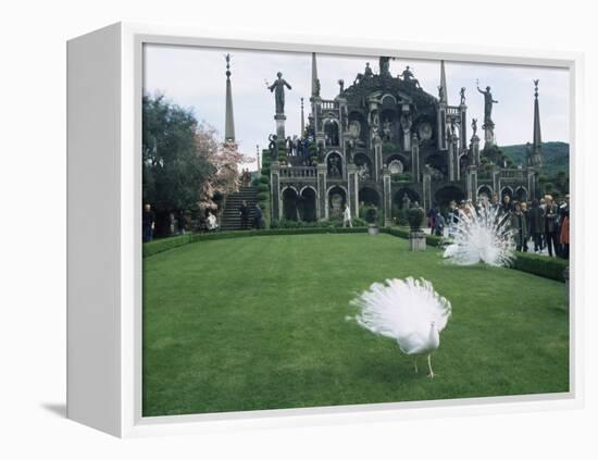 White Peacocks in Front of Folly, Isola Bella, Lake Maggiore, Piedmont, Italy-Sheila Terry-Framed Premier Image Canvas