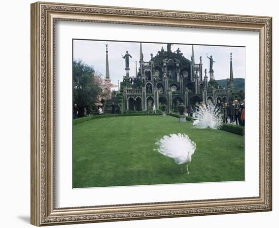 White Peacocks in Front of Folly, Isola Bella, Lake Maggiore, Piedmont, Italy-Sheila Terry-Framed Photographic Print