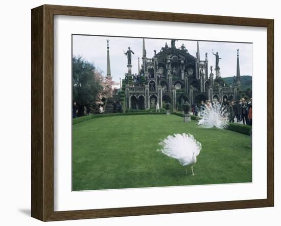 White Peacocks in Front of Folly, Isola Bella, Lake Maggiore, Piedmont, Italy-Sheila Terry-Framed Photographic Print