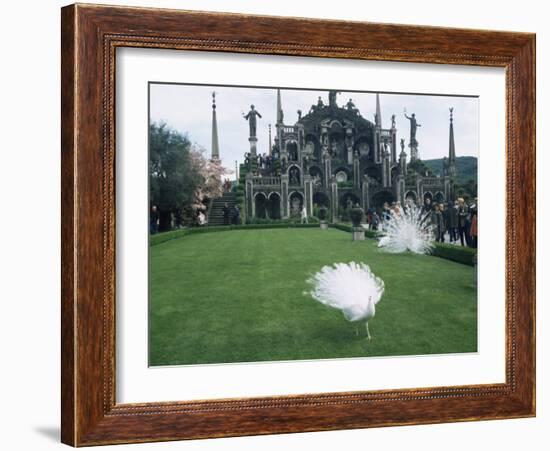 White Peacocks in Front of Folly, Isola Bella, Lake Maggiore, Piedmont, Italy-Sheila Terry-Framed Photographic Print