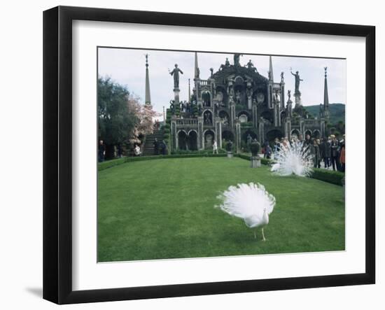 White Peacocks in Front of Folly, Isola Bella, Lake Maggiore, Piedmont, Italy-Sheila Terry-Framed Photographic Print