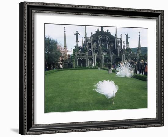 White Peacocks in Front of Folly, Isola Bella, Lake Maggiore, Piedmont, Italy-Sheila Terry-Framed Photographic Print