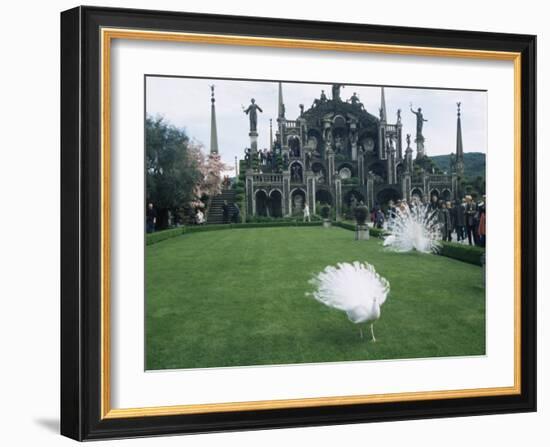 White Peacocks in Front of Folly, Isola Bella, Lake Maggiore, Piedmont, Italy-Sheila Terry-Framed Photographic Print