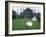 White Peacocks in Front of Folly, Isola Bella, Lake Maggiore, Piedmont, Italy-Sheila Terry-Framed Photographic Print