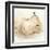 White Pear Study II-Ethan Harper-Framed Art Print