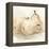 White Pear Study II-Ethan Harper-Framed Stretched Canvas