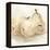 White Pear Study II-Ethan Harper-Framed Stretched Canvas