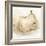 White Pear Study II-Ethan Harper-Framed Art Print