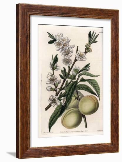 White Pecher - Plate Engraved by S.Watts, from an Illustration by Sarah Anne Drake (1803-1857), Fro-Sydenham Teast Edwards-Framed Giclee Print