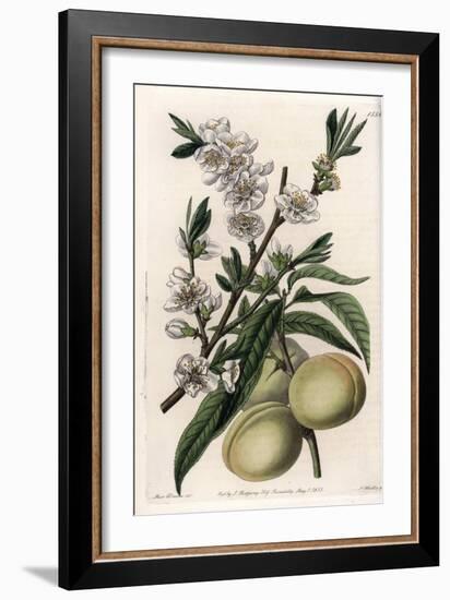 White Pecher - Plate Engraved by S.Watts, from an Illustration by Sarah Anne Drake (1803-1857), Fro-Sydenham Teast Edwards-Framed Giclee Print