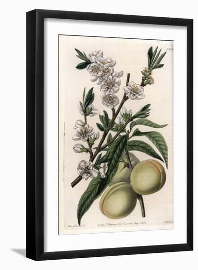 White Pecher - Plate Engraved by S.Watts, from an Illustration by Sarah Anne Drake (1803-1857), Fro-Sydenham Teast Edwards-Framed Giclee Print