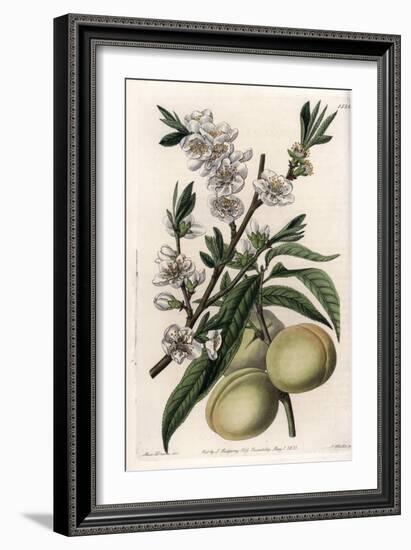 White Pecher - Plate Engraved by S.Watts, from an Illustration by Sarah Anne Drake (1803-1857), Fro-Sydenham Teast Edwards-Framed Giclee Print