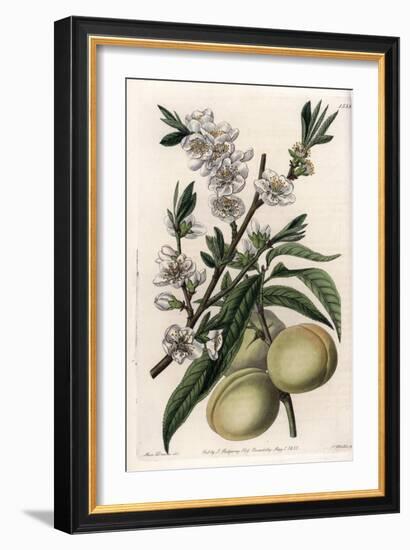 White Pecher - Plate Engraved by S.Watts, from an Illustration by Sarah Anne Drake (1803-1857), Fro-Sydenham Teast Edwards-Framed Giclee Print