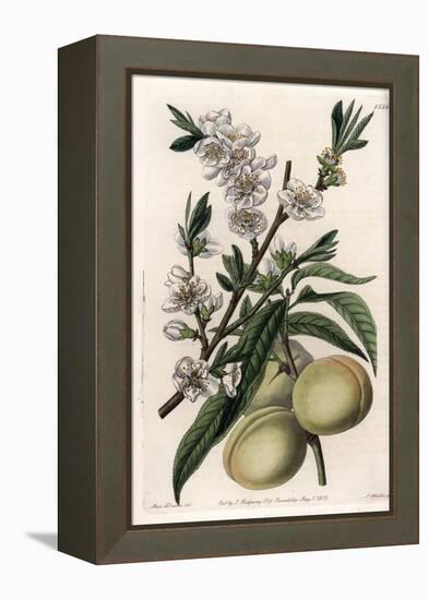 White Pecher - Plate Engraved by S.Watts, from an Illustration by Sarah Anne Drake (1803-1857), Fro-Sydenham Teast Edwards-Framed Premier Image Canvas