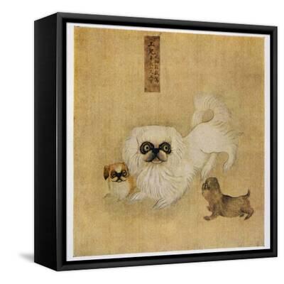 white-pekingese-dog-and-