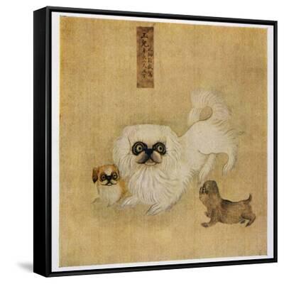 white-pekingese-dog-and-