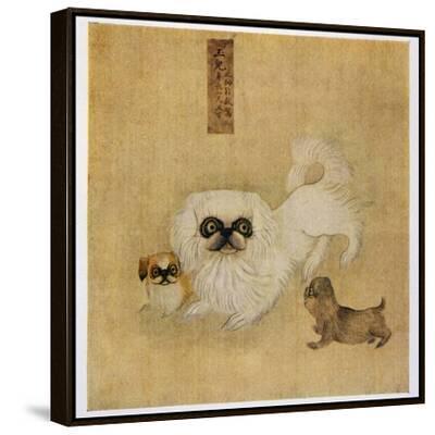 white-pekingese-dog-and-