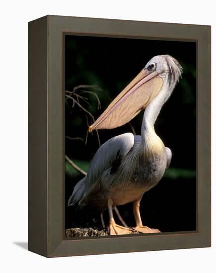 White Pelican, Everglades, Florida, USA-Gavriel Jecan-Framed Premier Image Canvas