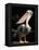 White Pelican, Everglades, Florida, USA-Gavriel Jecan-Framed Premier Image Canvas