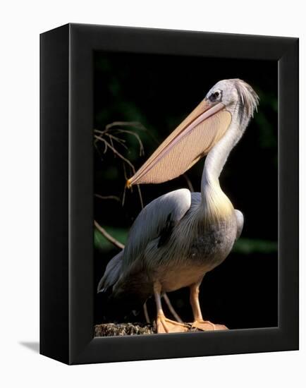 White Pelican, Everglades, Florida, USA-Gavriel Jecan-Framed Premier Image Canvas