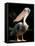 White Pelican, Everglades, Florida, USA-Gavriel Jecan-Framed Premier Image Canvas