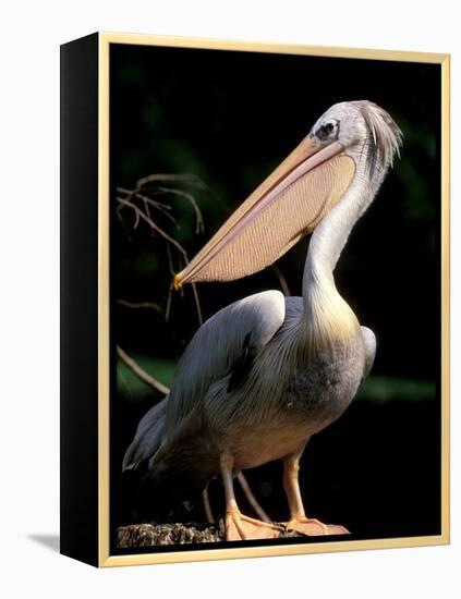 White Pelican, Everglades, Florida, USA-Gavriel Jecan-Framed Premier Image Canvas