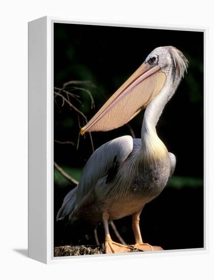 White Pelican, Everglades, Florida, USA-Gavriel Jecan-Framed Premier Image Canvas