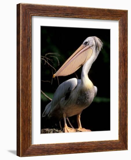 White Pelican, Everglades, Florida, USA-Gavriel Jecan-Framed Photographic Print