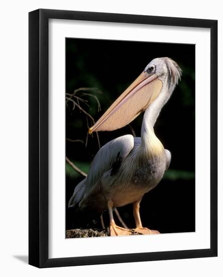 White Pelican, Everglades, Florida, USA-Gavriel Jecan-Framed Photographic Print