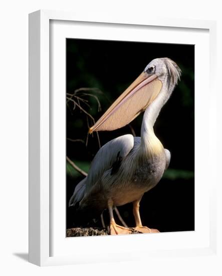 White Pelican, Everglades, Florida, USA-Gavriel Jecan-Framed Photographic Print