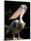 White Pelican, Everglades, Florida, USA-Gavriel Jecan-Mounted Photographic Print