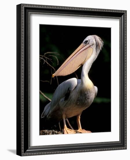 White Pelican, Everglades, Florida, USA-Gavriel Jecan-Framed Photographic Print