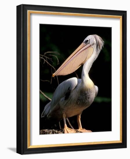 White Pelican, Everglades, Florida, USA-Gavriel Jecan-Framed Photographic Print