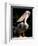 White Pelican, Everglades, Florida, USA-Gavriel Jecan-Framed Photographic Print