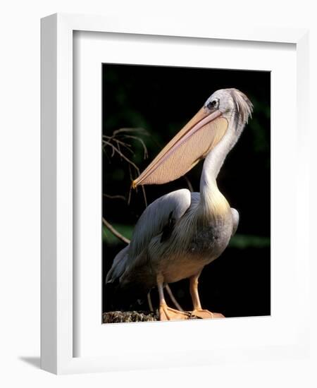 White Pelican, Everglades, Florida, USA-Gavriel Jecan-Framed Photographic Print