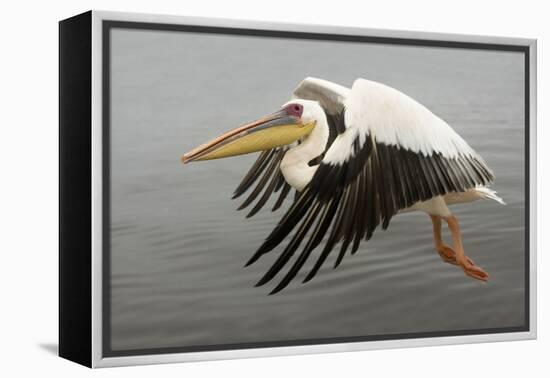 White Pelican in Flight-null-Framed Premier Image Canvas