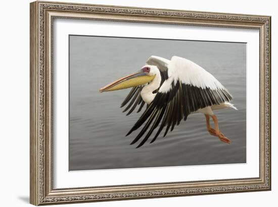 White Pelican in Flight-null-Framed Photographic Print