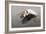 White Pelican in Flight-null-Framed Photographic Print