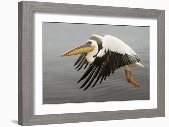 White Pelican in Flight-null-Framed Photographic Print