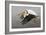 White Pelican in Flight-null-Framed Photographic Print