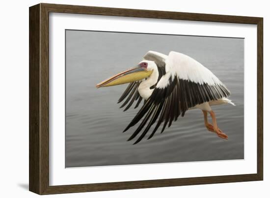 White Pelican in Flight-null-Framed Photographic Print