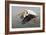 White Pelican in Flight-null-Framed Photographic Print