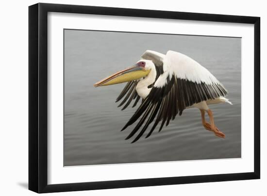 White Pelican in Flight-null-Framed Photographic Print