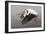 White Pelican in Flight-null-Framed Photographic Print